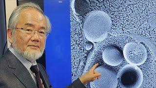 Нобелевскую премию по медицине получит японский учёный (новости)