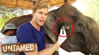 Inside the Dark World of Abused Elephants | Untamed