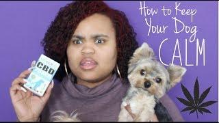 CANNABIS FOR DOGS ?! | KING KANINE CBD OIL REVIEW