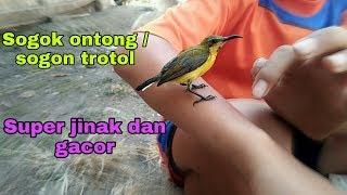 Burung sogok ontong jinak dan gacor - Super jinak di lepas terbang bebas