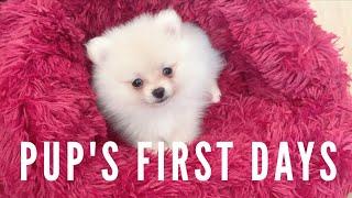 My new pomeranian puppy! First days home vlog 