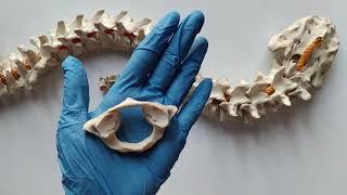 ATLAS VERTEBRA | CHARACTERISTICS OF ATLAS VERTEBRA | FIRST CERVICAL VERTEBRA |Dr Lakshmi Nalinakshan