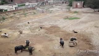 THE VIDEO BASED ON CITY  || JHANG SADDAR ||