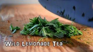 Wild Lemonade Tea using Wood Sorrel and Hemlock