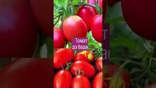 Самые вкусные сорта томата #растения #огород #семена