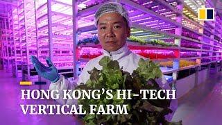 Inside Hong Kong’s hi-tech vertical farm of the future