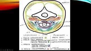 Фасции шеи