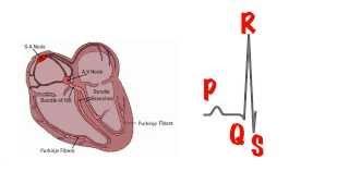 The basics of the ECG in 5 min