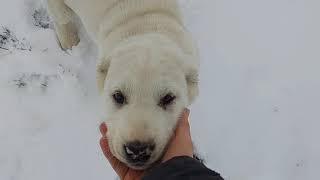 Central Asian Shepherd puppy training