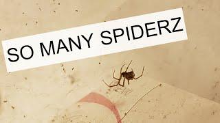 Why I'm Infested With Spiders