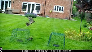 Sparrowhawk  failed attack -Slow motion 2021 07