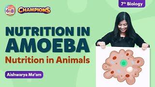 Feeding and Digestion in Amoeba | Class 7 Nutrition in Animals | Chapter 2 | BYJU'S