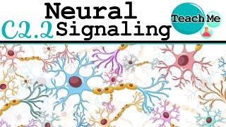 (C2.2) - Neural Signalling - IB Biology (SL/HL)