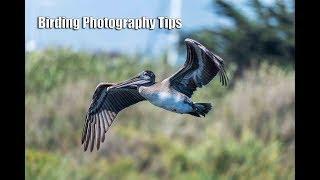 Bird Photography Tips 2019