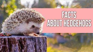 FACTS About Hedgehogs You Should Know