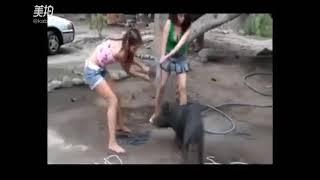 woman slaughter pig,Video source is below description