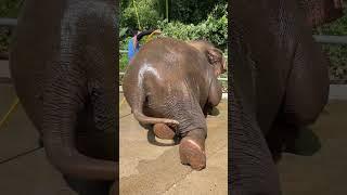 It's really hard to give a 3.5-ton elephant a bath. It's really hard to give an elephant a bath.