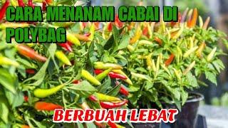 CARA MENANAM CABE DI DALAM POLYBAG DI HALAMAN RUMAH BERBUAH LEBAT