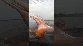 World's Ugliest Dolphin | Pink Dolphin | Amazonas, Brazil