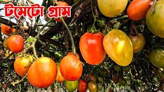 জামালপুরের টমেটো গ্রাম || Panorama Documentary