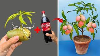 SUPER SPECIAL TECHNIQUE for propagating MANGO tree with coca-cola, super fast growth