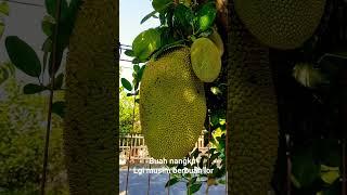 Buah nangka #shorts #nangka #buahnangka #buahfresh #buahbuahan #petanimuda