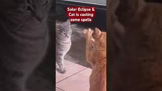 Cast a Cat Spell During The Solar Eclipse