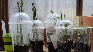 How to Root Rose Cuttings Fast and Easy | Rose Propagation Part 1