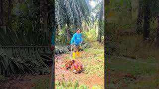 ১টা ফল রাস্তায় বের করে দুইটা ফল হল #reels #reel #viral #ফল #trending #কাজ