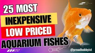 25 Most Inexpensive Low priced Aquarium Fishes | Proud Hobbyist