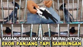 VIRAL.!! PENIPUAN.!! JUAL BELI MURAI BATU EKOR PANJANG DI PASAR BURUNG