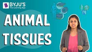 Animal Tissues