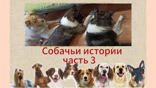 Собачьи истории, часть 3