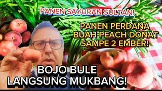 PANEN PERDANA BUAH PEACH DONAT JUMBO, BIAH VIRAL DAN MAHAL HARGANYA! PANEN SAYUR SULTAN DI KEBUNKU