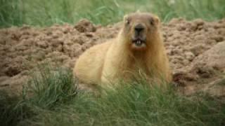 Steppe Marmot