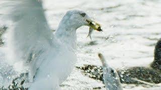 Seagulls and Guillemots Working Together to Fish | BBC Earth