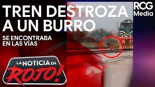 Tren atropella a burro