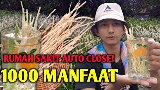 ANAK DESA HARUS TAU !! TERNYATA TUMBUHAN INI ADA 1000 MANFAAT #bolang #shorts #viral #tiktok