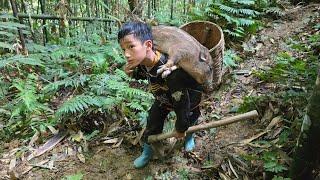 Technique of trapping wild boars with rope harvest bamboo shoots, set wild boar traps-highland boy