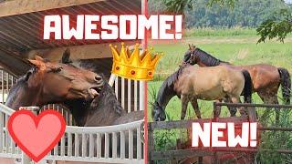 2 NEW horses! QueenUniek (mother) and Coralle (surrogate mother) become friends | Friesian Horses