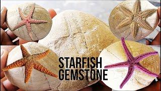 Million Years Starfish Fossil Stones| Rare Old Fossil | Starfish from Ancient Fossils In Pakistan