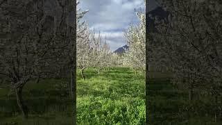 cherry blossom in chitral #scenic #travel #chitral #chitrali #mountains #upperchitral #beautiful #