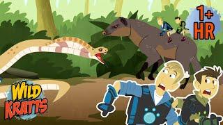 Creature Combat | Cobra Vs Mongoose | Wild Kratts