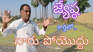 జ్యేష్ఠ కార్తిలో నారు పోయొద్ధు|paddy nursery cultivation tips|by karshaka nestham