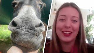 Woman adopts a shy donkey. Then came the big surprise.