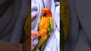 #birds #love #parrot #aratinga #sunconure #aves