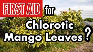 FIRST AID for Chlorotic Mango Leaves?