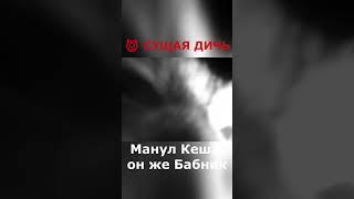  СУЩАЯ ДИЧЬ ))) Манул Кеша, он же Бабник)