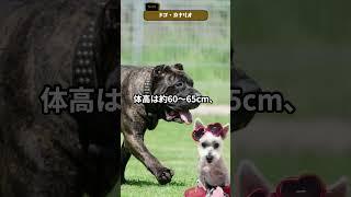 ドゴ・カナリオを紹介するます【犬種紹介No038】