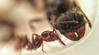 Messor structor ant. Муравей жнец. Матка и рабочий. Макро видео